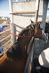 Broncos in the Chute