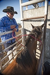 Broncos in the Chute