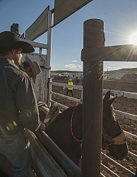 Broncos in the Chute