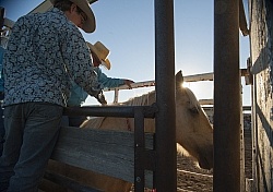 Broncos in the Chute
