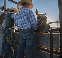 Broncos in the Chute