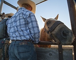 Broncos in the Chute