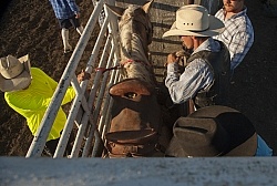 Broncos in the Chute