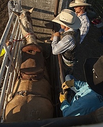 Broncos in the Chute