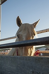Broncos in the Chute