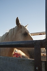 Broncos in the Chute