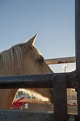 Broncos in the Chute