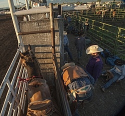 Broncos in the Chute