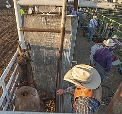 Broncos in the Chute