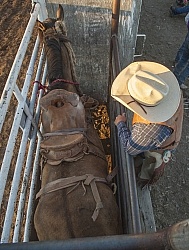 Broncos in the Chute