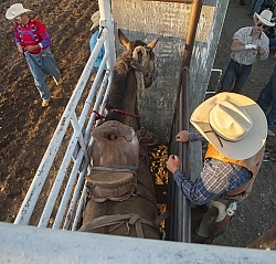 Broncos in the Chute