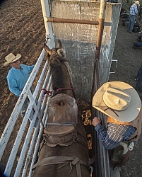 Broncos in the Chute