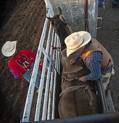 Broncos in the Chute