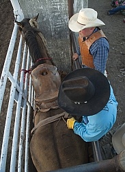 Broncos in the Chute