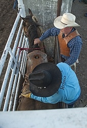 Broncos in the Chute