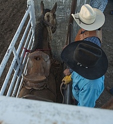 Broncos in the Chute
