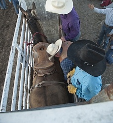 Broncos in the Chute