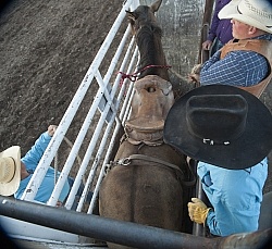 Broncos in the Chute