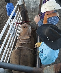 Broncos in the Chute