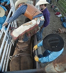 Broncos in the Chute