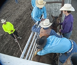 Broncos in the Chute