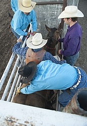 Broncos in the Chute