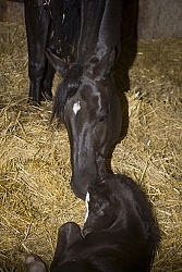 Mare with new Born Foal Mare with Newborn Foal
