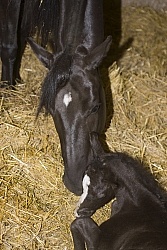 Mare with Newborn Foal