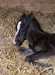 Newborn Foal
