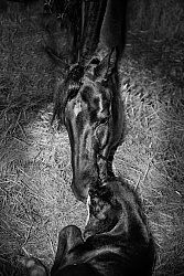 Mare with new Born Foal Newborn Foal