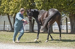 Vet - Neurologic test Neurology Test