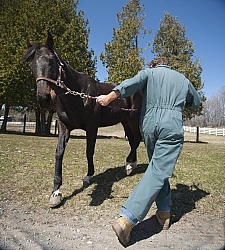 Vet - Neurologic test Neurology Test