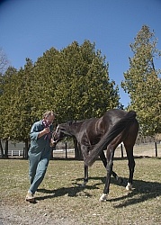 Vet - Neurologic test Neurology Test