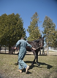 Vet - Neurologic test Neurology Test
