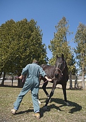 Vet - Neurologic test Neurology Test