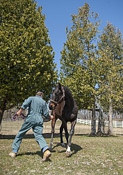 Vet - Neurologic test Neurology Test