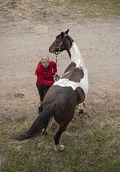 Vet - Neurologic test Neurology Test