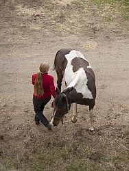 Vet - Neurologic test Neurology Test