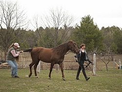 Vet - Neurologic test Neurology Test