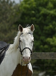 Paint Portrait Paint Portrait