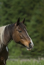 Horses Out on Pasture Paint Portrait