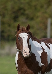 Paints Paint Portrait