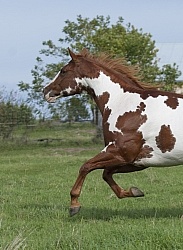 Paints Paint Portrait