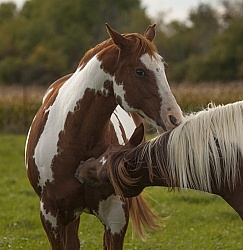 Paints Paint Portrait
