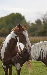 Paints Paint Portrait