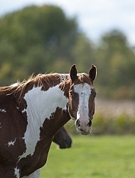 Paints Paint Portrait