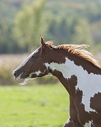 Paints Paint Portrait