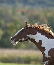 Paints Paint Portrait