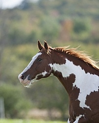Paints Paint Portrait