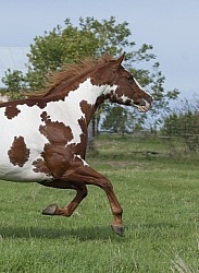 Paints Paint Free Running